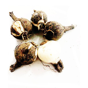 四季种曼珠沙华宿根种球彼岸花种球红黄花石蒜曼陀罗华多年生易活