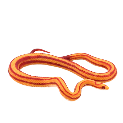 逼真蛇模型塑胶塑胶玉米蛇吓人