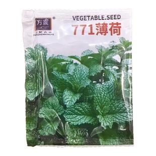 薄荷种籽子可食用驱蚊四季种植留兰香香水猫薄荷室内阳台盆栽种子