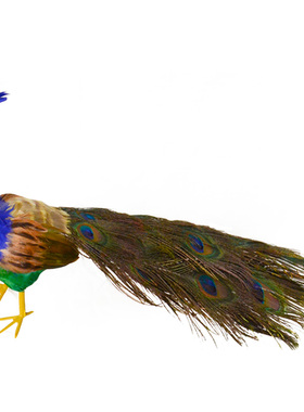 仿真羽毛彩色孔雀客厅装饰摄影