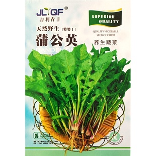 野生蒲公英种子种植婆婆丁浦公英四季盆栽食用蔬菜野菜易成活