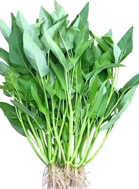 蔬菜三叉福州四季阳台盆栽空心菜