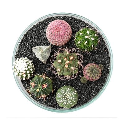 实生仙人球开花美观好养