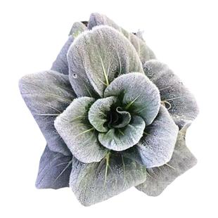 霜打青菜苏北农家自种打霜当季蔬菜霜冻苏州青新鲜时令上海青江苏