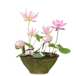 碗莲种藕水培绿植物室内四季好养开花卉睡莲花小型种籽子荷花根苗