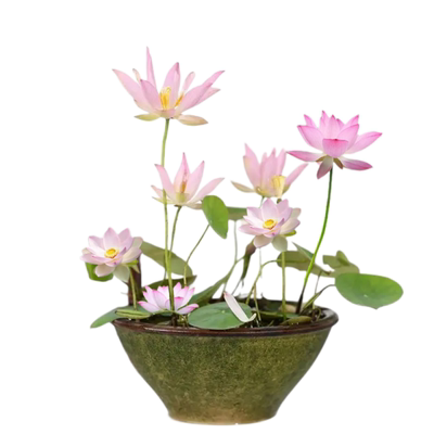 精品碗莲种藕水培花卉
