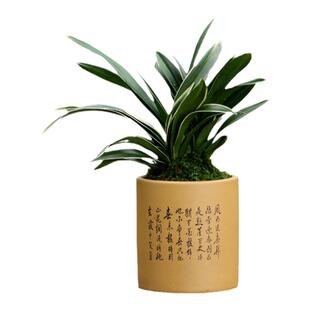 翁源兰花苗大花蕙兰矮种金边中国龙四季建兰七彩丹霞带花浓香好养