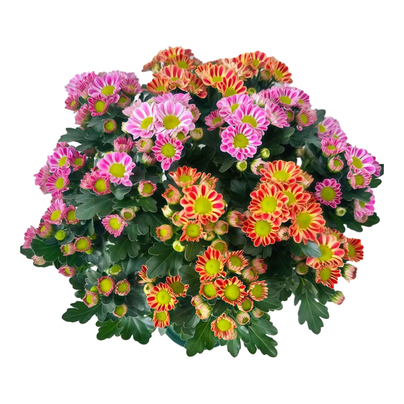 混色鲁一尼盆栽耐寒耐冻耐热四季观花植物花卉好养庭院阳台荷兰菊