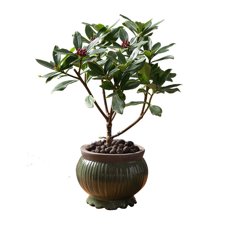 金边瑞香开花盆景室内盆栽桌面绿植花卉好养植物老桩客厅花苗带花