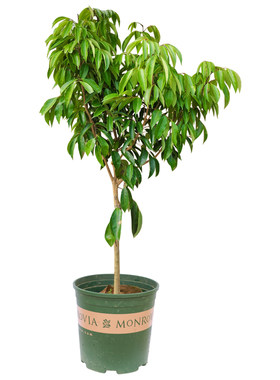 冰荔荔枝树苗荔枝树苗
