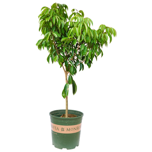 冰荔荔枝树苗荔枝王苗嫁接果树苗挂绿无核桂味妃子笑南方四季种植