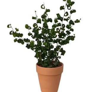 北欧风植物园卷叶榕巴洛克本杰明室内桌面奇趣可爱植物阳台耐旱