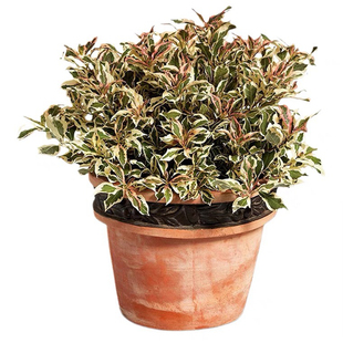 多年生耐寒耐热灌木花卉花叶锦带花苗盆栽庭院别墅花园树花境植物