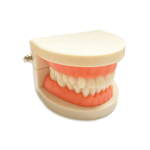 儿童刷牙练习教具套装牙齿模型幼儿园小班生活区材料早教大班益智