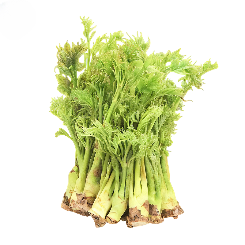 阿福视界东北刺嫩芽新鲜刺老芽刺龙芽头茬现采现发蘸酱菜顺丰发货