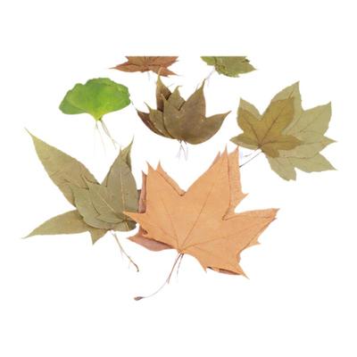 干枫叶各种树叶干花手工材料