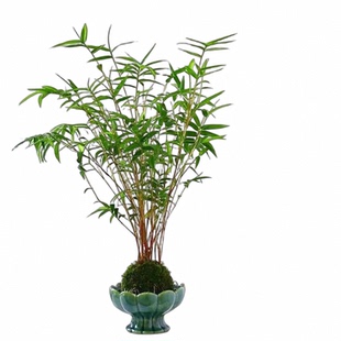 红观音竹盆栽植物室内景观水培竹子懒人米竹办公室茶室绿植小盆景