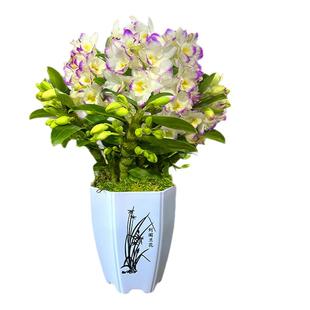 浓香兰花苗 月婵春石斛兰 冬带花苞出售好养室内绿植盆栽桌面花卉