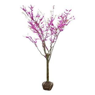 紫荆树苗地栽庭院浓香型四季花卉耐寒植物室外绿化树苗南北方种植