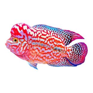 泰国进口观赏罗汉鱼泰金幻彩虹退沙红金花火凤蛇纹泰古典精品苗