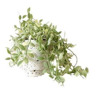 吊兰金边翡翠恋人绿植物盆栽室内桌面好养悬挂垂吊爱之蔓网红北欧