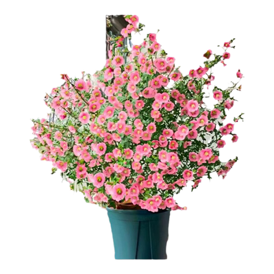 小木槿花大苗带花发货好养活