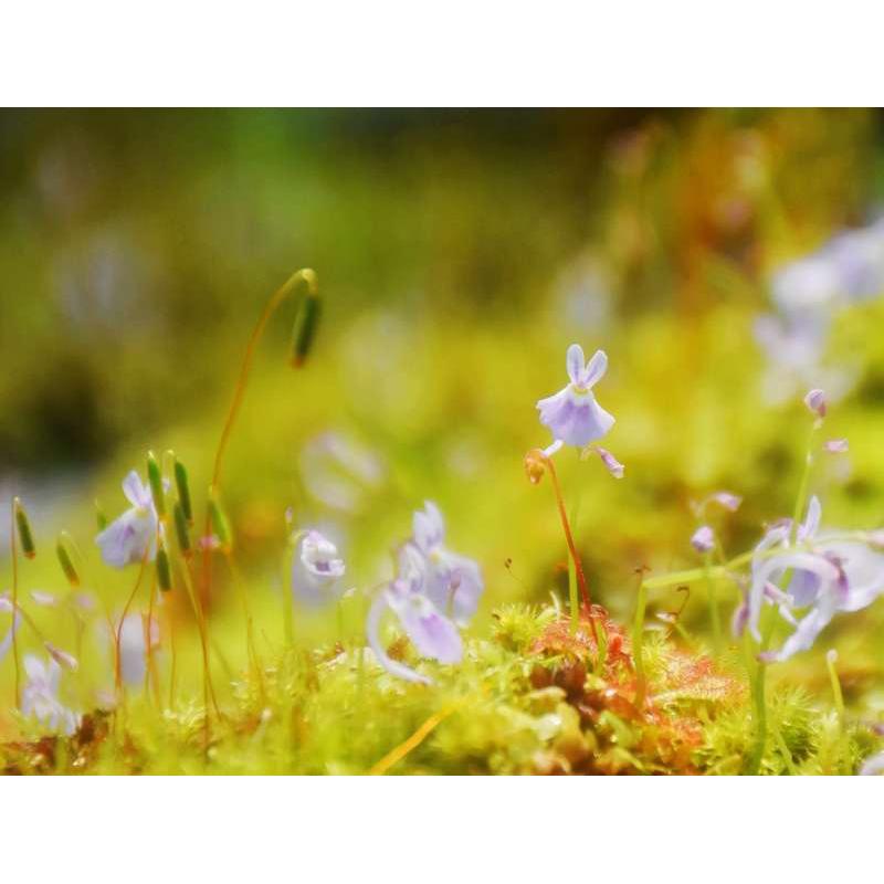 小蓝兔狸藻小白兔食虫植物室内水培挖耳草苔藓盆栽微景观陆缸造景