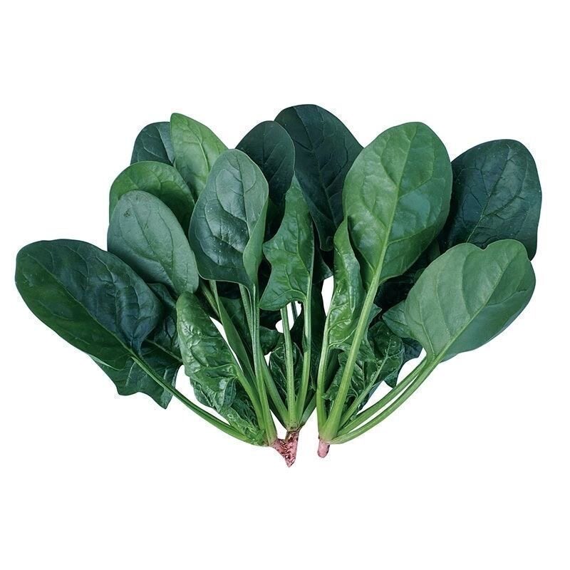 夏播耐热菠菜籽种山东红根大叶菠蔬菜种子/种苗