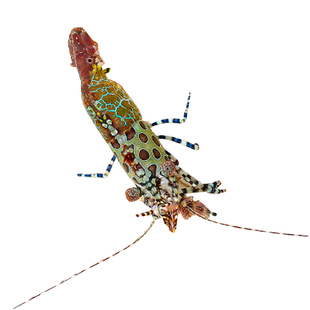 假绵羊虾机械虾薄荷虾吃垃圾葵食藻虾活体海水生物海缸观赏缸静风