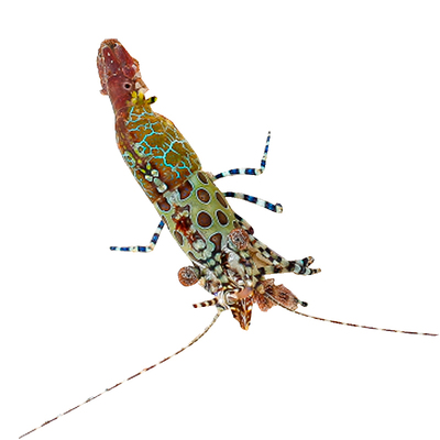 海水生物假绵羊虾食藻虾薄荷虾