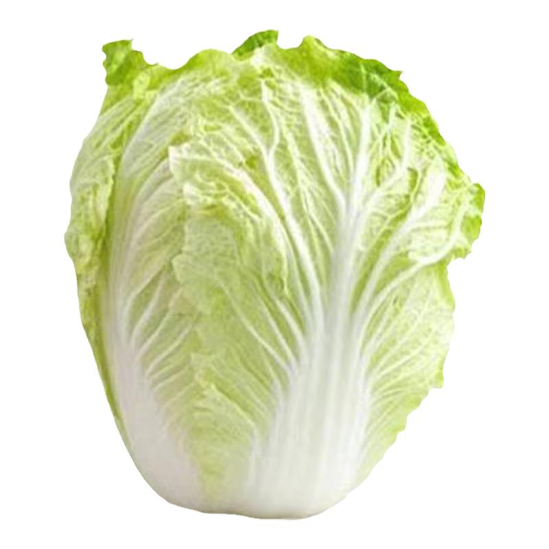 大白菜苗白菜秧苗四季盆栽