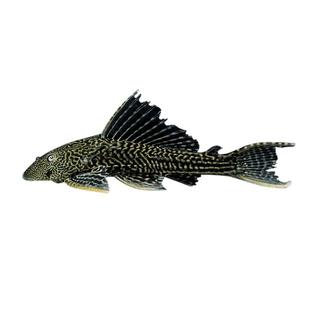 观赏鱼苗清道夫鱼小型鱼苗观赏淡冷水除藻清洁工鱼缸除粪便工具鱼