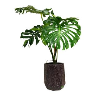 龟背竹老树桩 办公室 阳台庭院客厅网红提根造型绿植深圳同城包邮