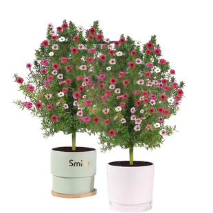 松红梅盆栽带花苞小苗重瓣老桩室内花卉阳台年宵花四季观花圣诞树