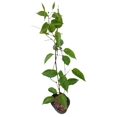 攀援花木庭院阳台垂直绿化植物