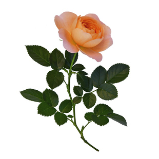 天狼月季盆栽小苗家庭园艺庭院新手好养观赏性花卉绿植