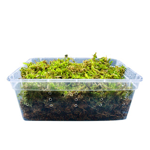 干苔藓乌龟冬眠垫材爬宠过冬产蛋孵化陆龟寄居蟹饲养箱造景垫材料