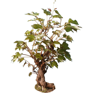 森农哥五三叶地锦爬墙虎爬山虎树苗大苗爬藤植物四季种子藤蔓开花