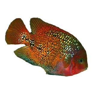 喷点紫红慈鲷鱼苗好看好养的高级观赏鱼好养耐活自来水生命力强的