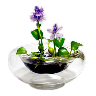 水葫芦凤眼莲水生水养绿植漂浮性水草盆栽造景植物水培花净化水质