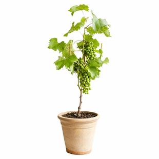 寒香蜜无籽葡萄苗盆栽虹越圆叶果树苗南北方种植阳光玫瑰巨峰夏黑