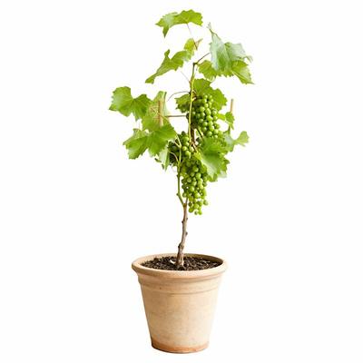 寒香蜜葡萄树虹越丰产香甜抗性强