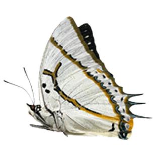 未展翅原蝶标本A1/A-品质DIY手工原材料真蝴蝶三角袋包装单选品种