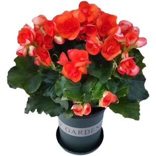 重瓣丽格海棠花盆栽带花客厅天竺葵室内长寿花卉植物阳台四季开花