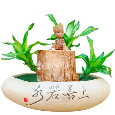 水培植物办公室内四季