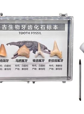 天然古生物沧龙牙鲨鱼牙齿三叶虫地质化石标本盒科普收藏礼物考古