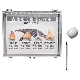 天然古生物沧龙牙鲨鱼牙齿三叶虫地质化石标本盒科普收藏礼物考古