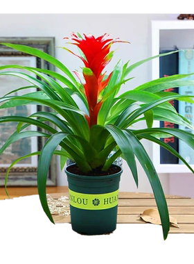 绿植大红心凤梨菠萝花客厅盆栽