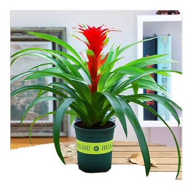 绿植大红心凤梨菠萝花客厅盆栽