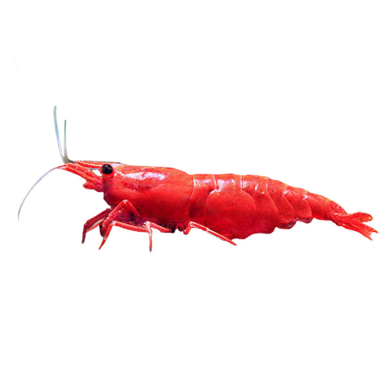 极火虾集火虾水族箱观赏虾小型米虾血腥玛丽虾烤漆除藻工具虾草缸